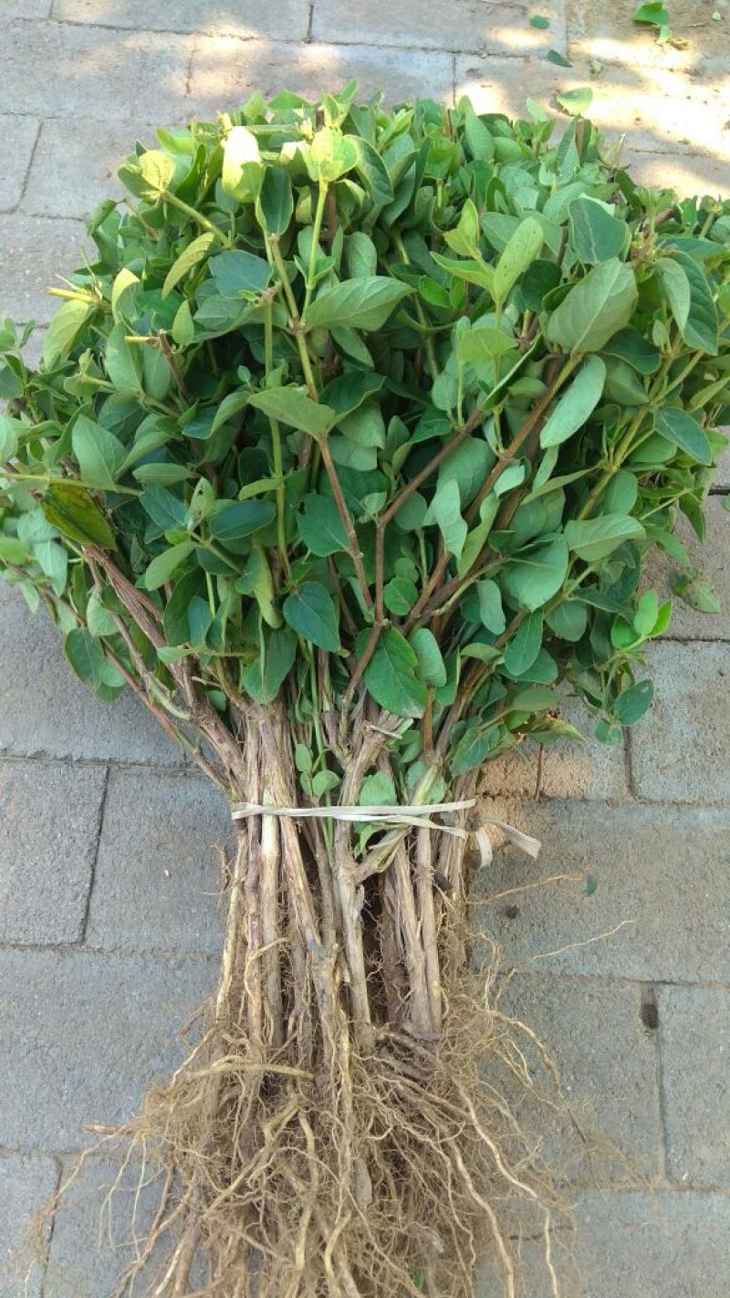 四季金银花苗树型巨花一号金银花苗木高产易管理