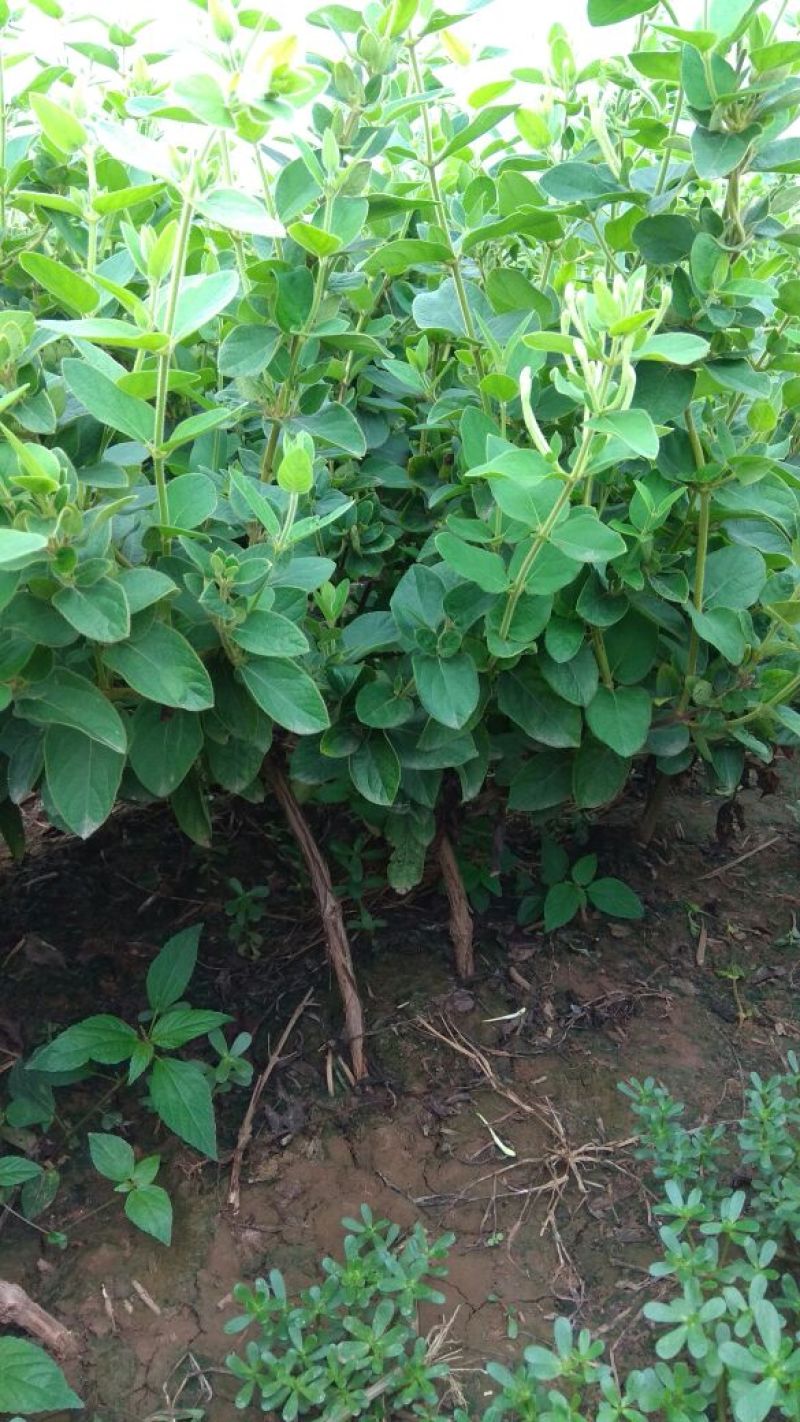 四季金银花苗树型巨花一号金银花苗木高产易管理