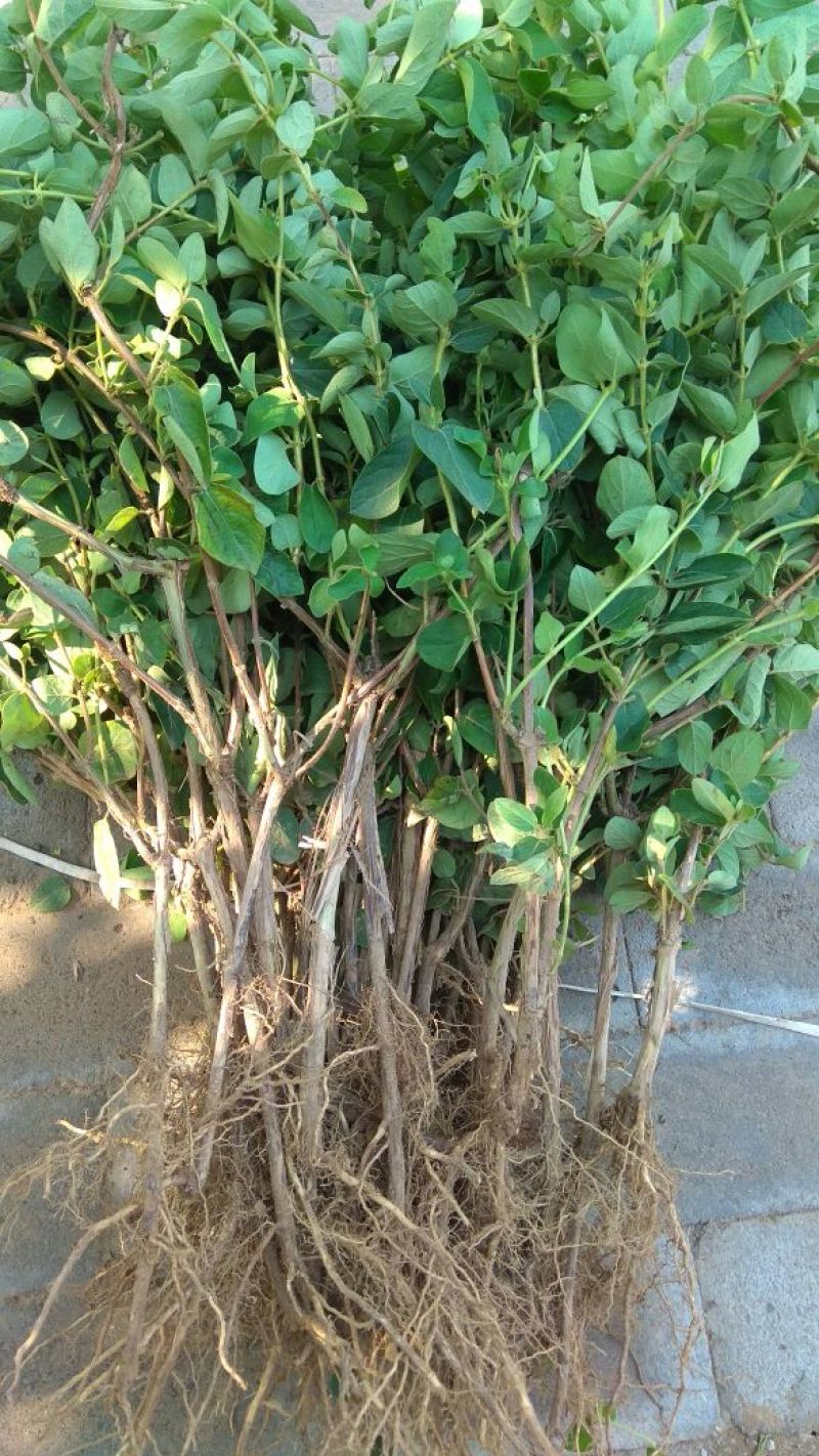 四季金银花苗树型巨花一号金银花苗木高产易管理