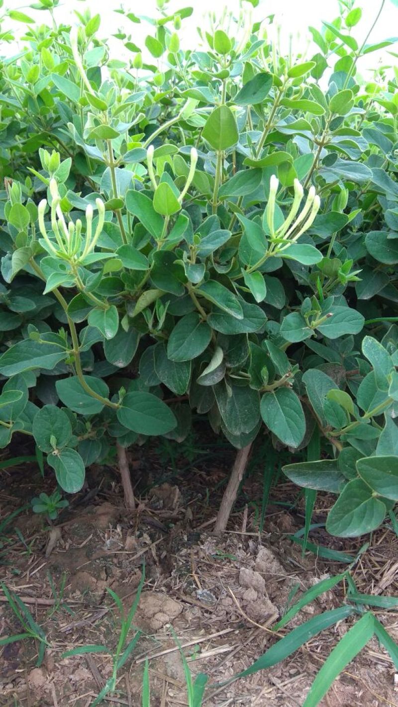 四季金银花苗树型巨花一号金银花苗木高产易管理