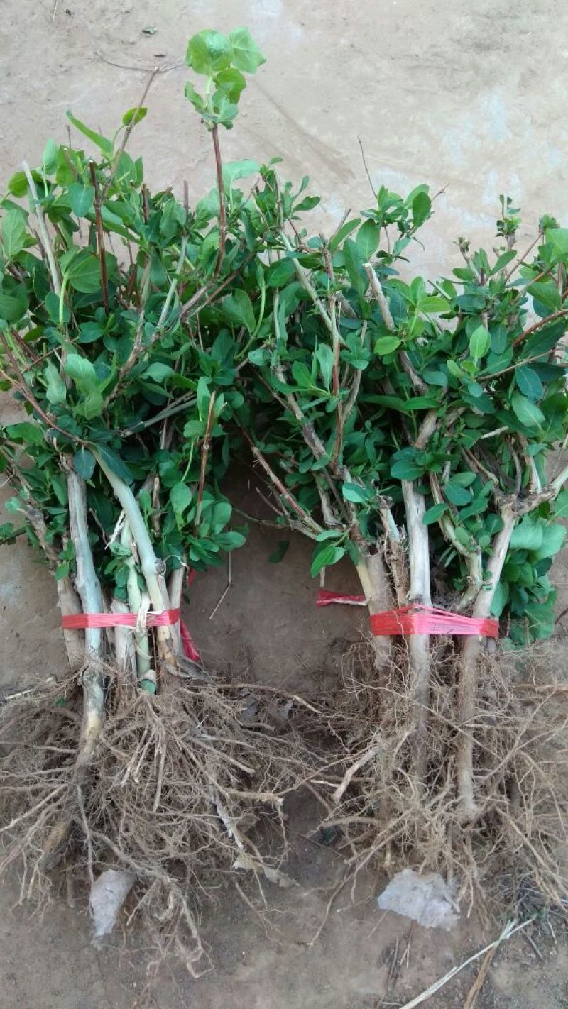 四季金银花苗树型巨花一号金银花苗木高产易管理