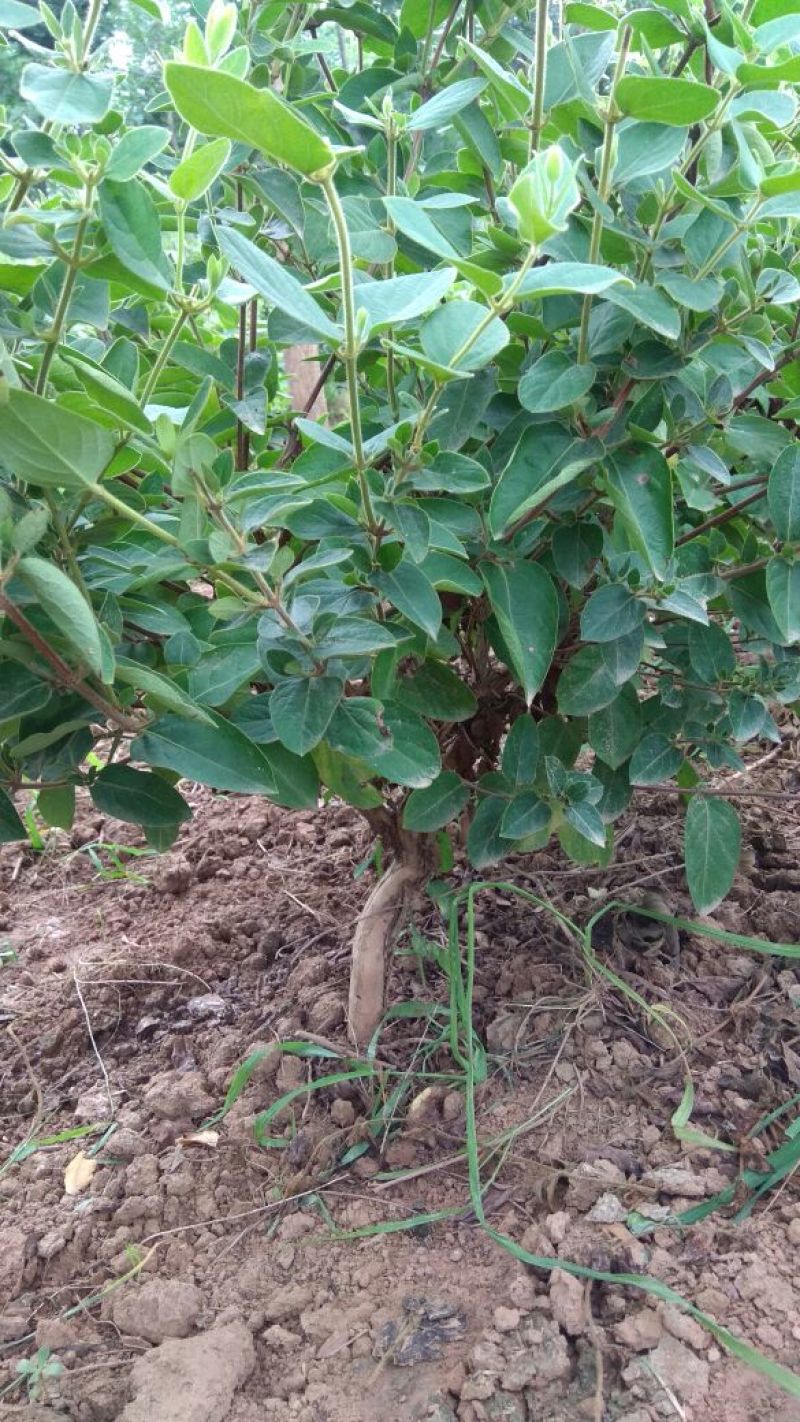 四季金银花苗树型巨花一号金银花苗木高产易管理