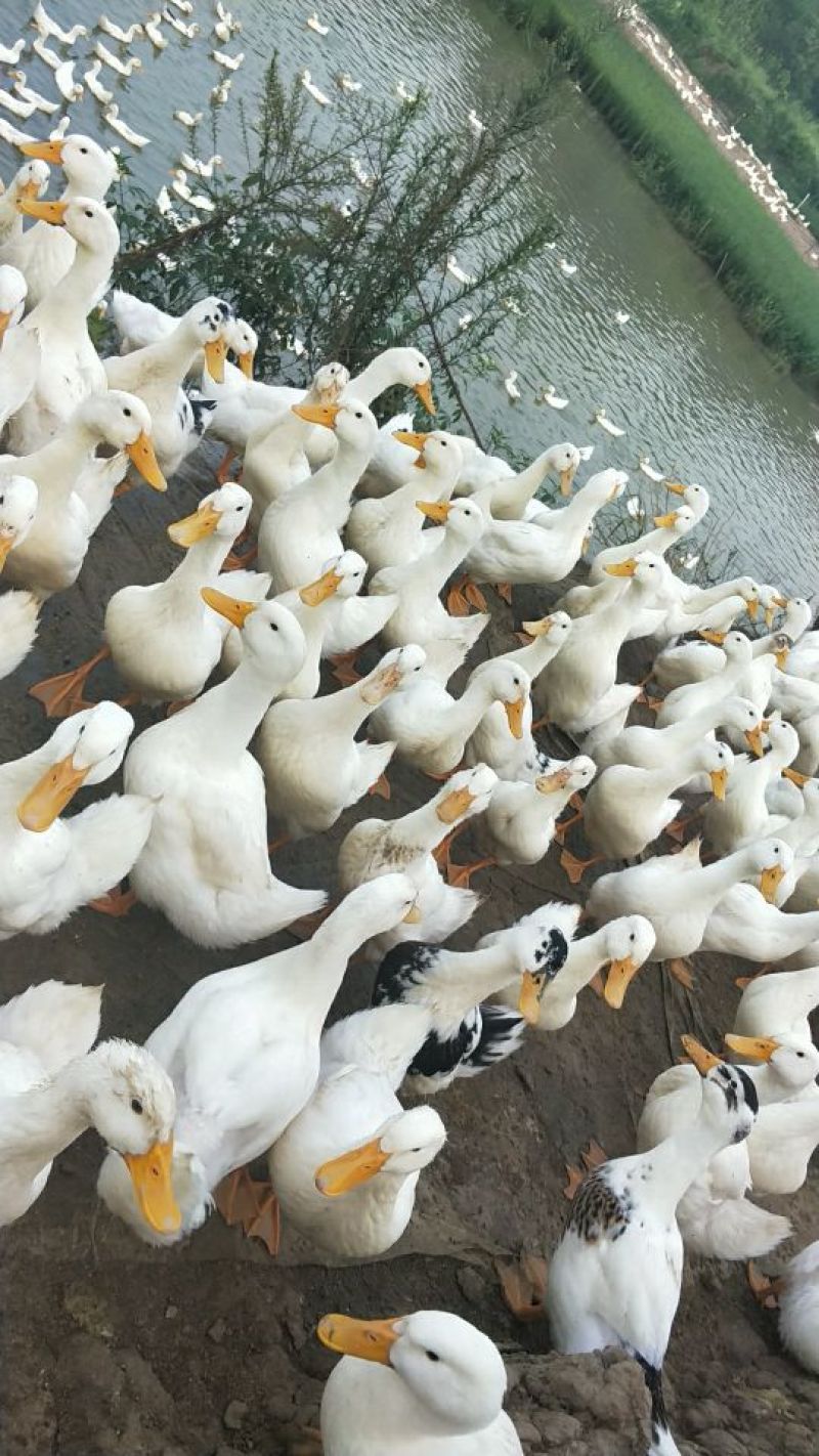 散养一点花鸭子出售
