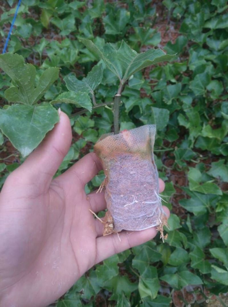 【有好货】无纺布育苗袋营养袋一次性可降解育苗神器源头工厂