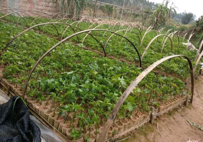 【有好货】无纺布育苗袋营养袋一次性可降解育苗神器源头工厂