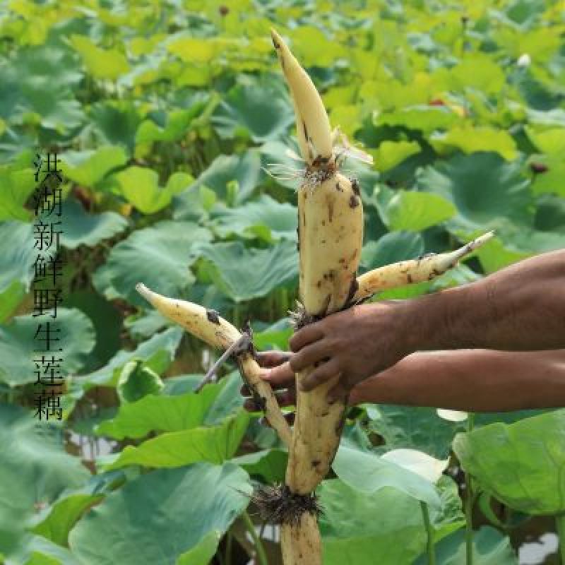 食用莲藕种苗种根池田高产大型蔬菜莲藕荷花苗粉脆籽藕种根苗