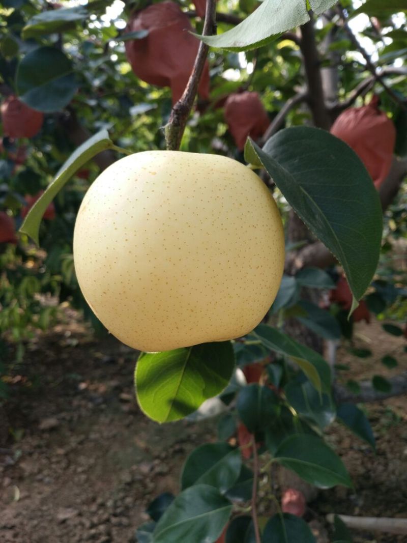 黄冠梨