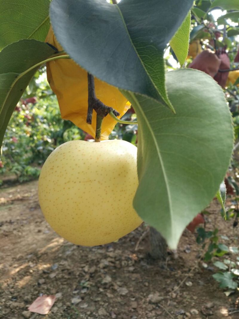 黄冠梨