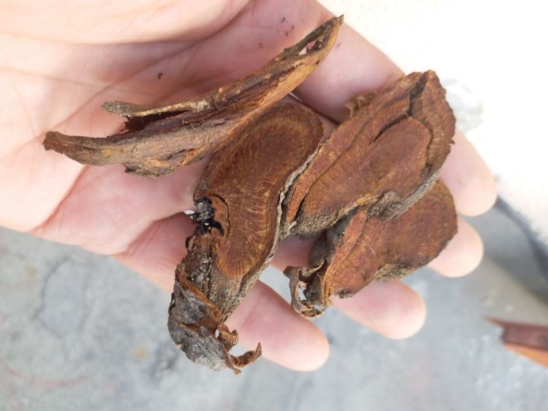 唐古特大黄