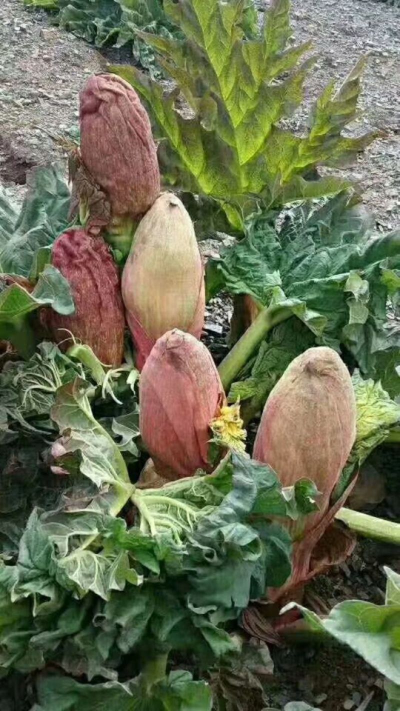唐古特大黄