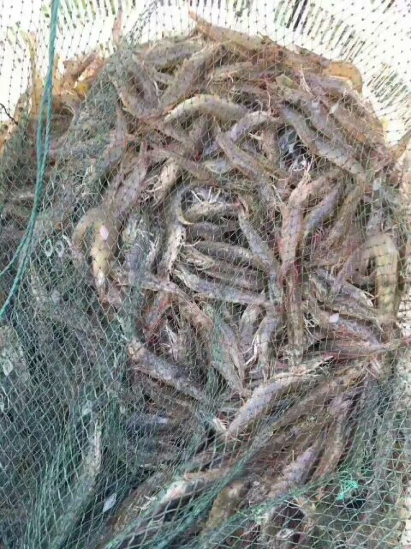 盐水对虾干