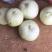 供应优质香瓜