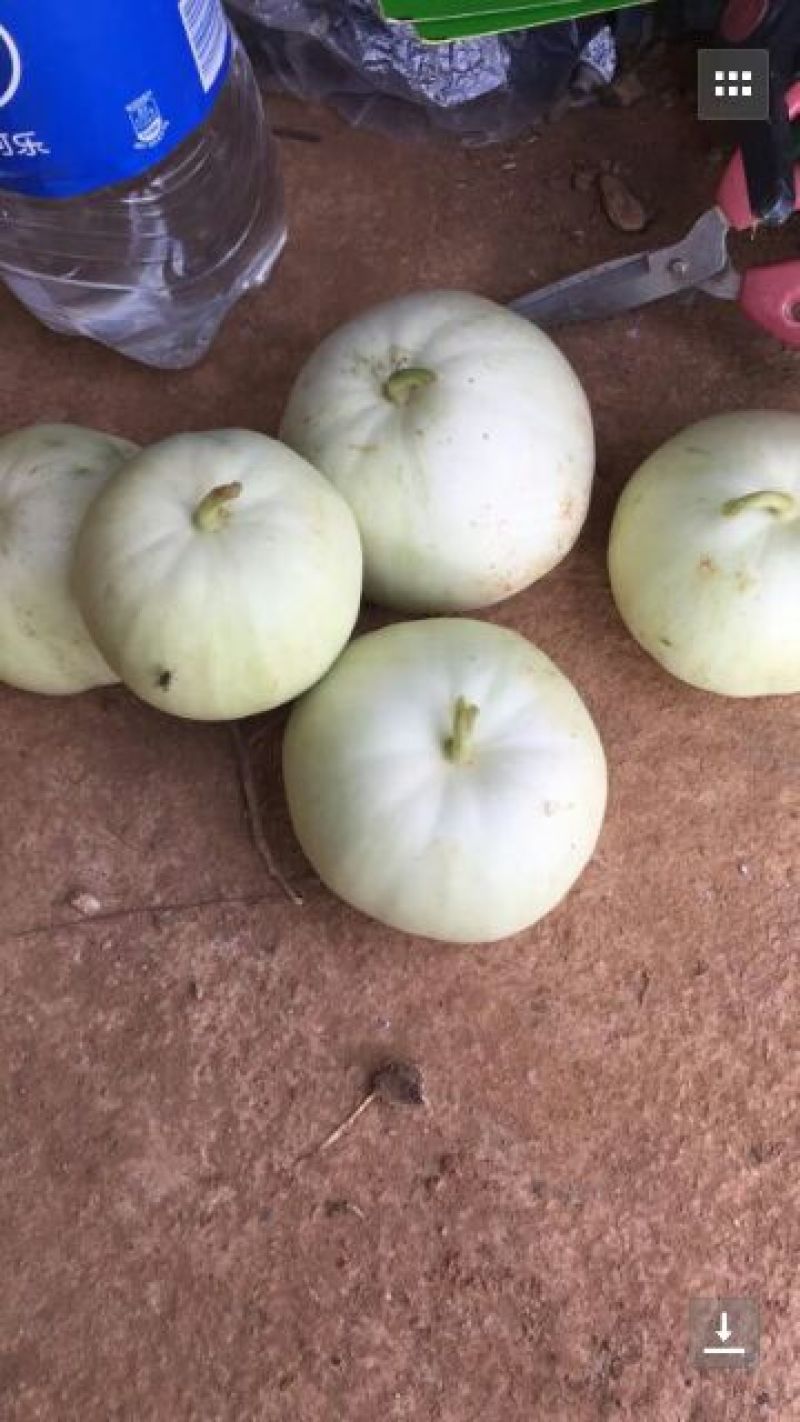 供应优质香瓜