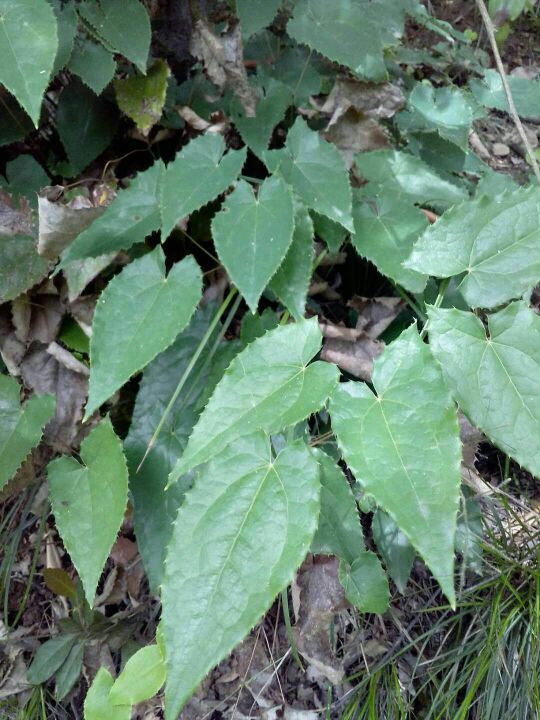 高含量陕西野生圆叶无根淫羊藿干货,散装打捆