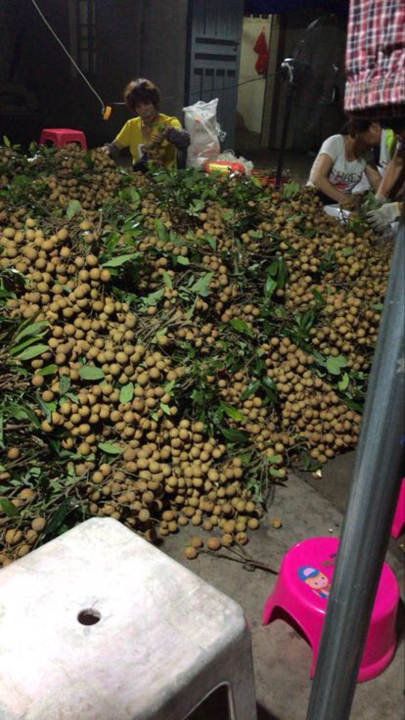 龙眼30毫米以上精品