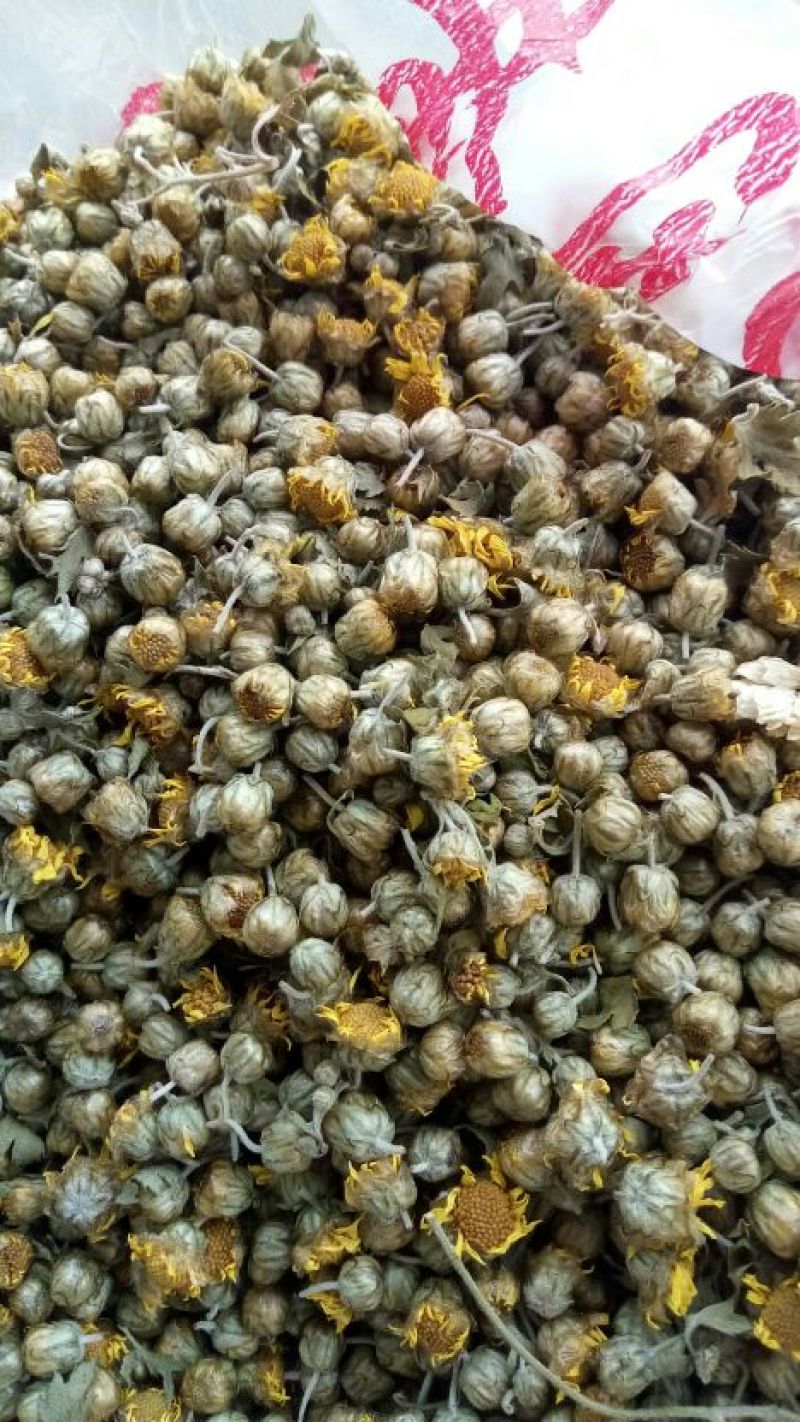 黄山高山金丝皇菊