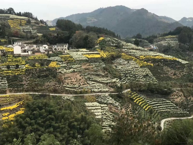 黄山高山金丝皇菊