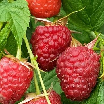 波尔卡红树莓苗大果红树莓苗产量高新品种耐运输