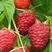 波尔卡红树莓苗大果红树莓苗产量高新品种耐运输