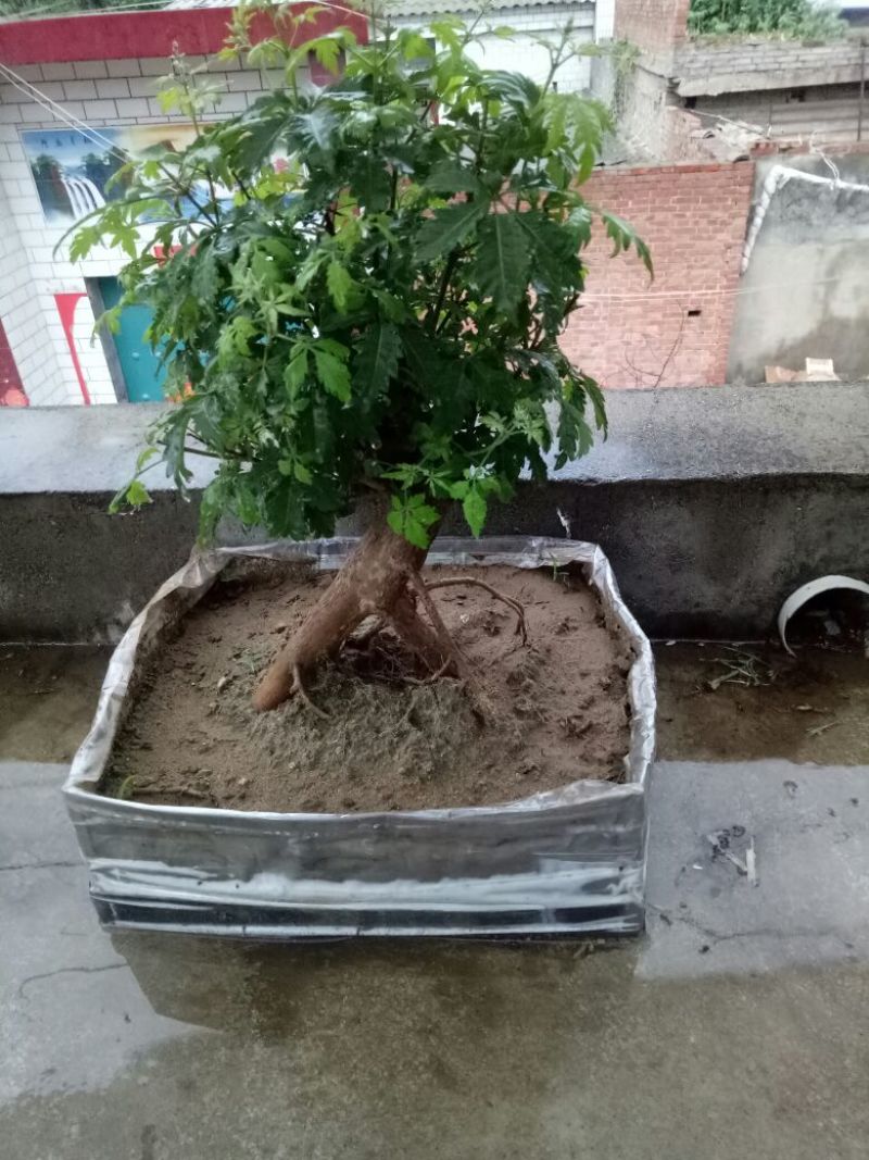 黄荆