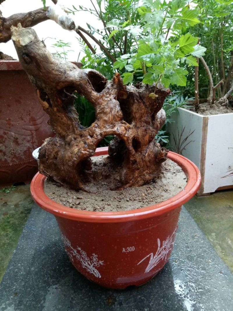 黄荆