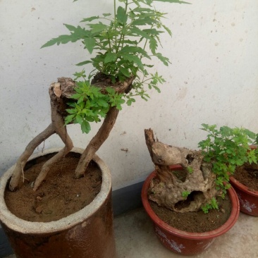 黄荆