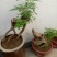 黄荆