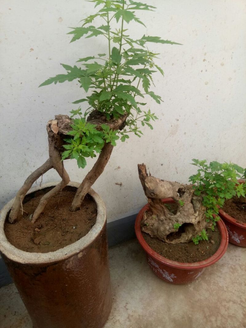 黄荆