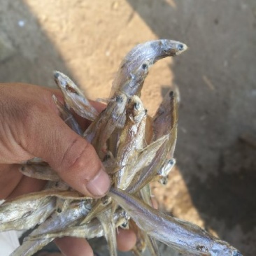 毛刀鱼