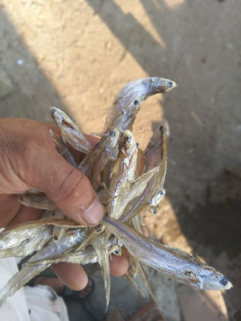 毛刀鱼