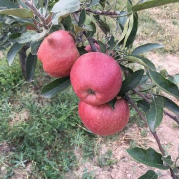 鲁丽苹果树苗，品种纯正