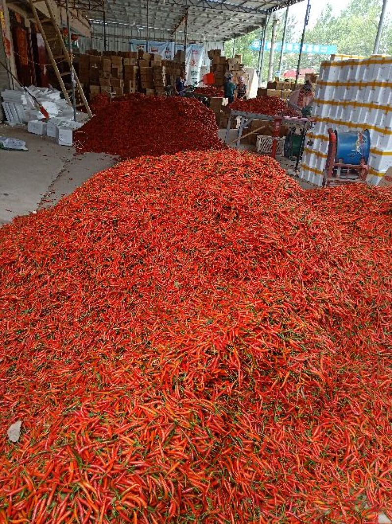鲜辣椒