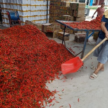 鲜辣椒