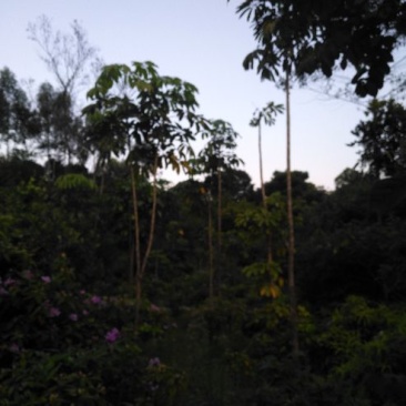 风景树