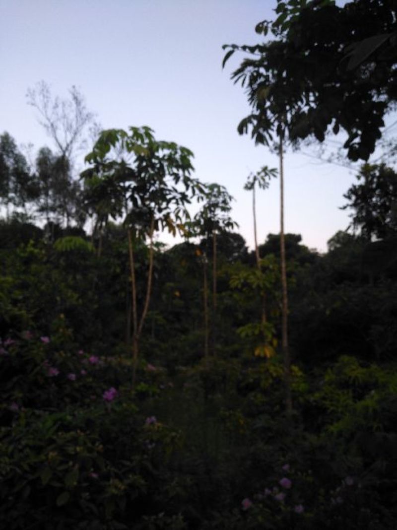 风景树