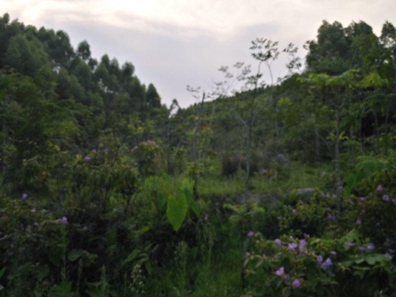 风景树
