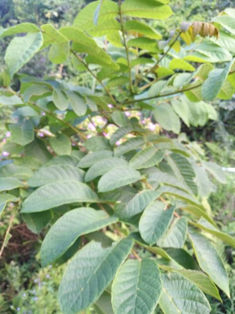 风景树