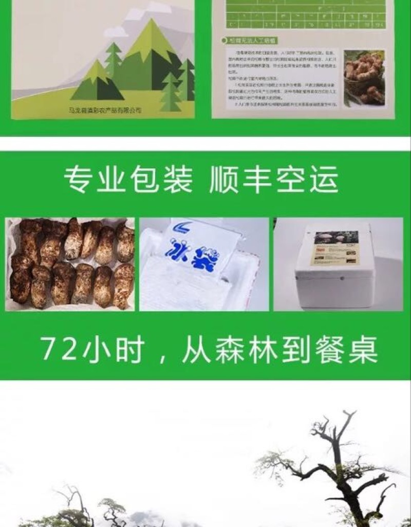 【一件代发】2021年云南丽江香格里拉野生鲜松茸产地批发