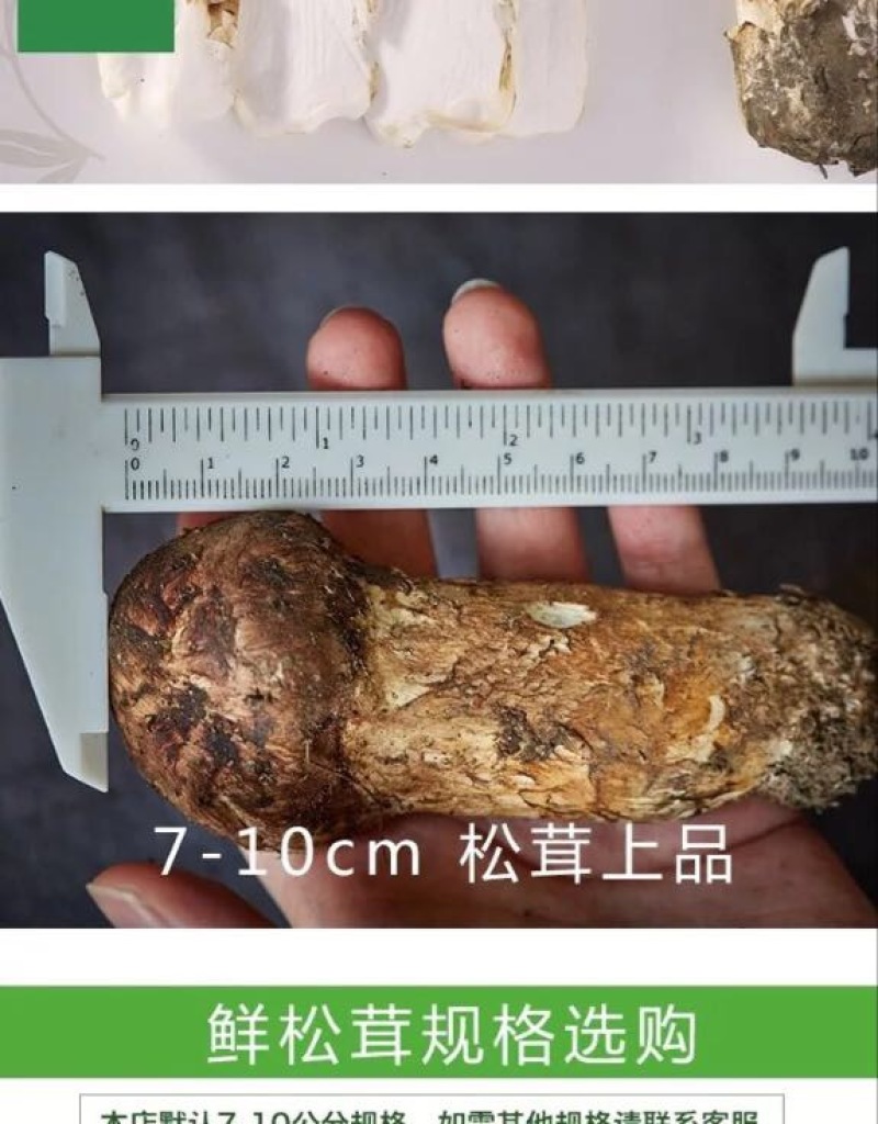 【一件代发】2021年云南丽江香格里拉野生鲜松茸产地批发