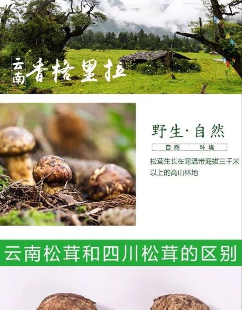 【一件代发】2021年云南丽江香格里拉野生鲜松茸产地批发