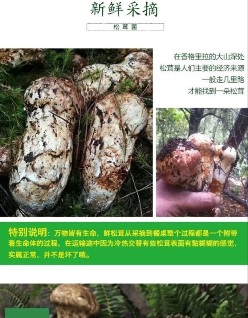 【一件代发】2021年云南丽江香格里拉野生鲜松茸产地批发