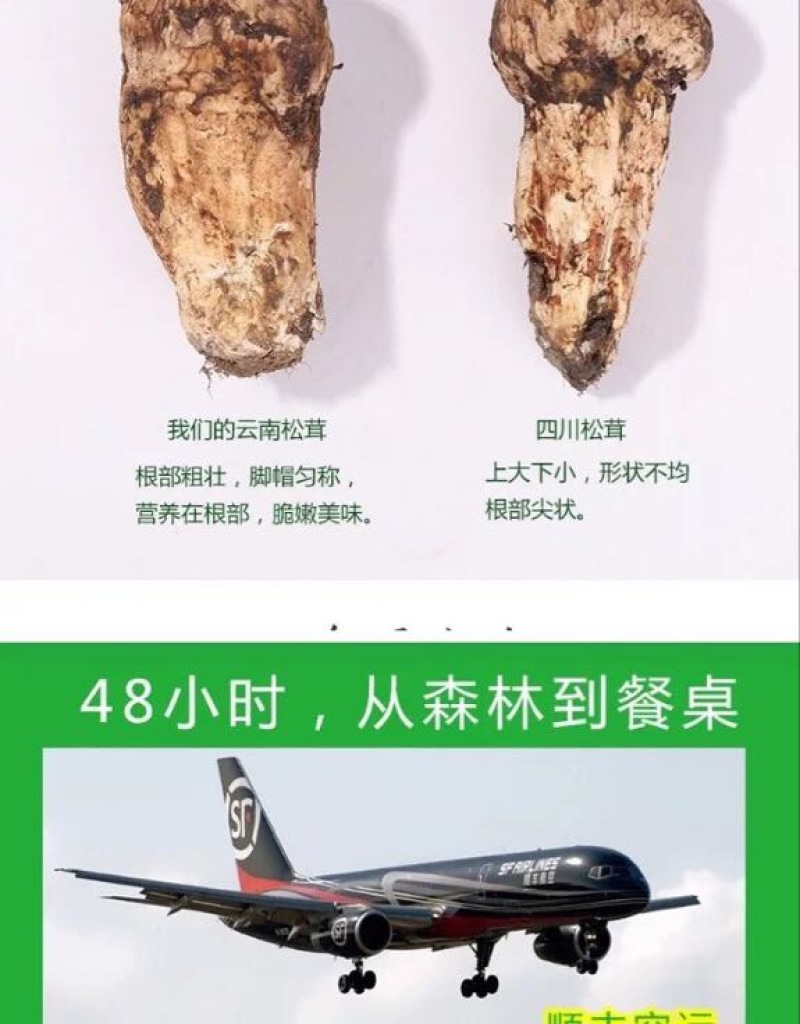【一件代发】2021年云南丽江香格里拉野生鲜松茸产地批发