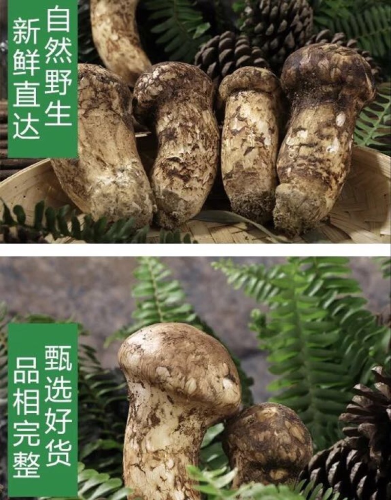 【一件代发】2021年云南丽江香格里拉野生鲜松茸产地批发