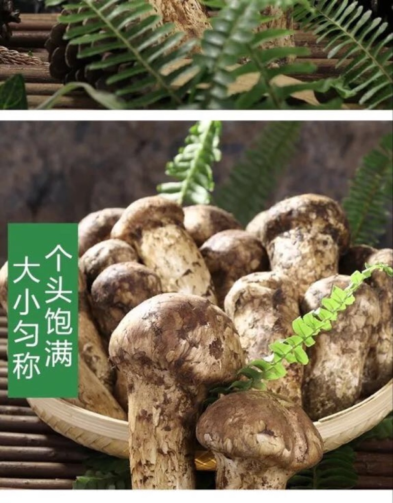 【一件代发】2021年云南丽江香格里拉野生鲜松茸产地批发