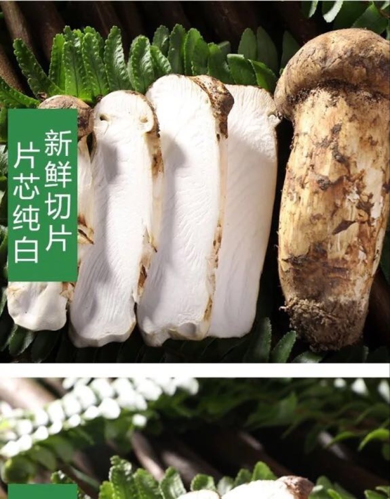 【一件代发】2021年云南丽江香格里拉野生鲜松茸产地批发