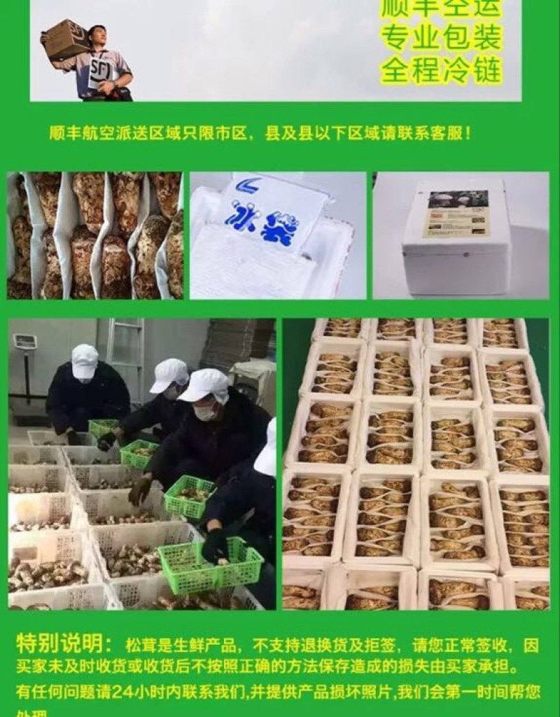 【一件代发】2021年云南丽江香格里拉野生鲜松茸产地批发