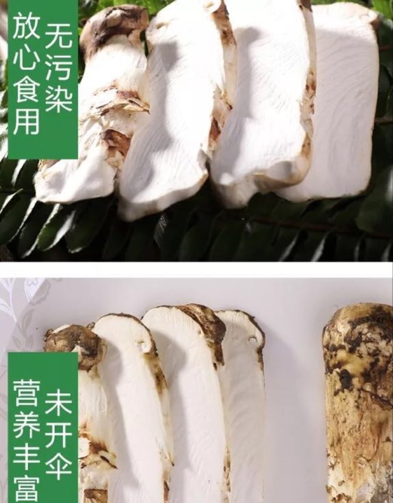 【一件代发】2021年云南丽江香格里拉野生鲜松茸产地批发