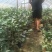 茶花杯苗