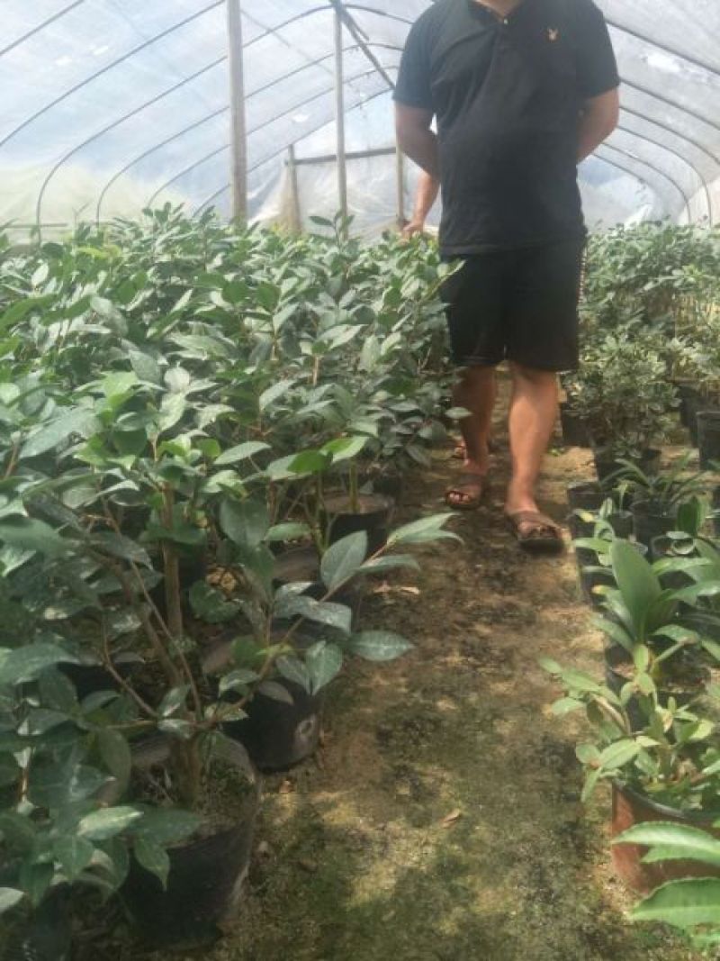 茶花杯苗