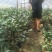 茶花杯苗